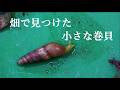 畑で見つけた小さな巻貝