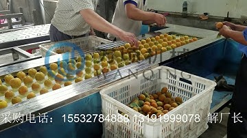 Apricot Pitting Machine