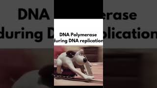 "DNA Polymerase in Action! Replication Magic! 🧬🔬 #DNARep #Polymerase #BioLab #MolecularBio"