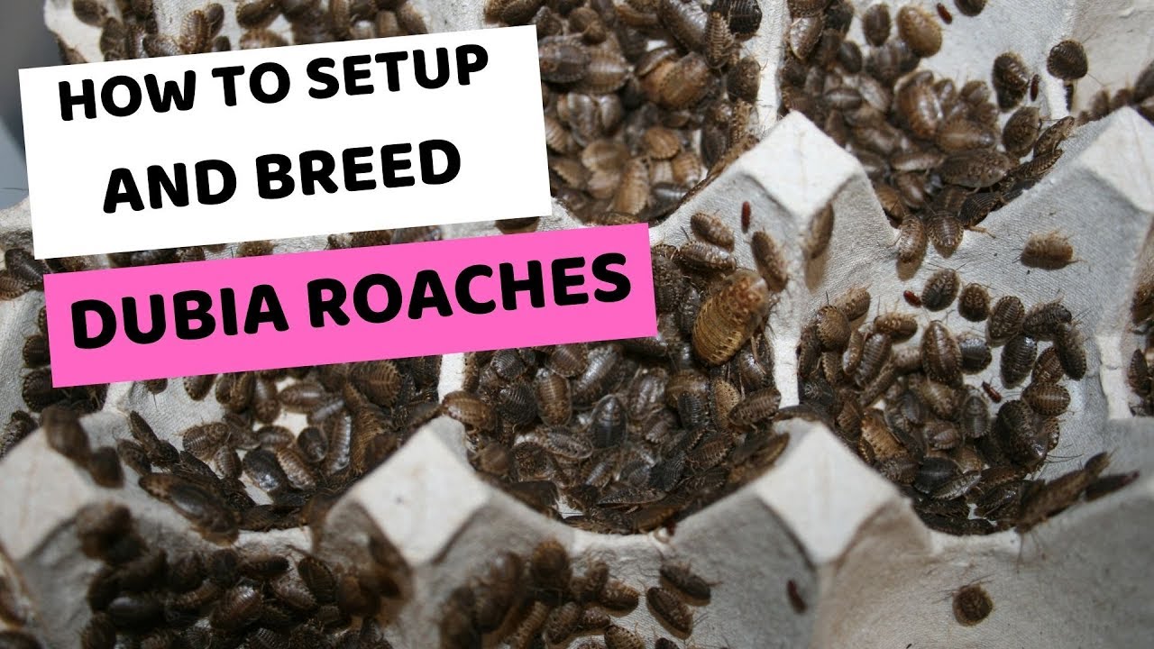 How to Setup and Breed Dubia Roaches YouTube