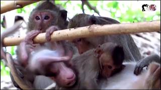 The Best Baby Simone Breastfeed Mom In The Morning,Very Cute And Sweet Lovely Simone Popular Daily