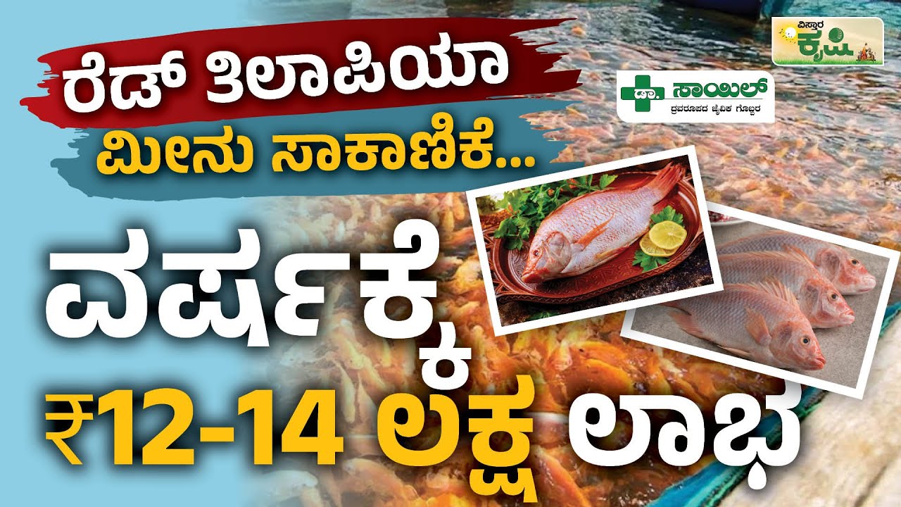 ರೆಡ್ ತಿಲಾಪಿಯಾ ಮೀನು ಸಾಕಾಣಿಕೆ... ವರ್ಷಕ್ಕೆ 12-14 ಲಕ್ಷ ಲಾಭ |  Red Tilapia Fish Farming | Vistara Krishi