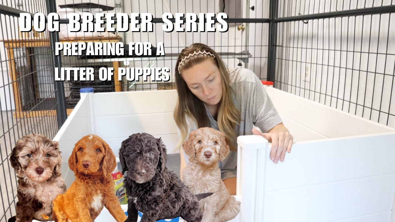 BREEDER SERIES | PREPARE FOR A LITTER OF PUPPIES