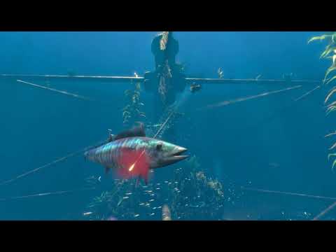 Freediving Hunter: Spearfishing the World