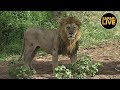 safariLIVE - Sunset Safari - March 26, 2019