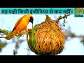 Weaver Bird Nest | How to make a Bird Home | Tailor Bird Building Nest in Hindi | Hindi Documentary