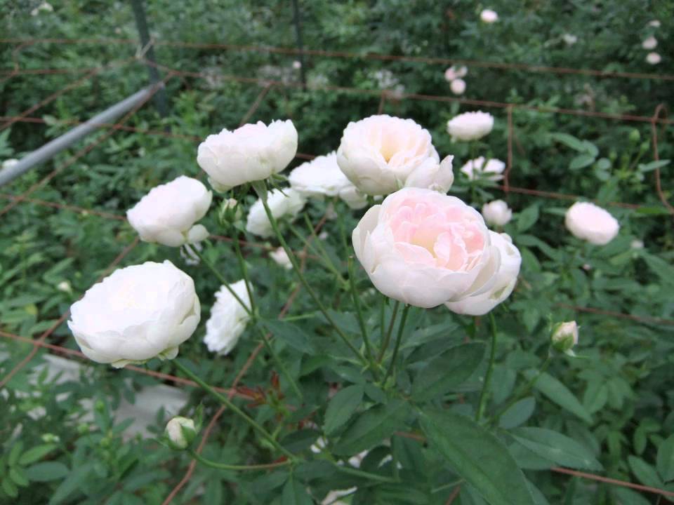 Rose Farm