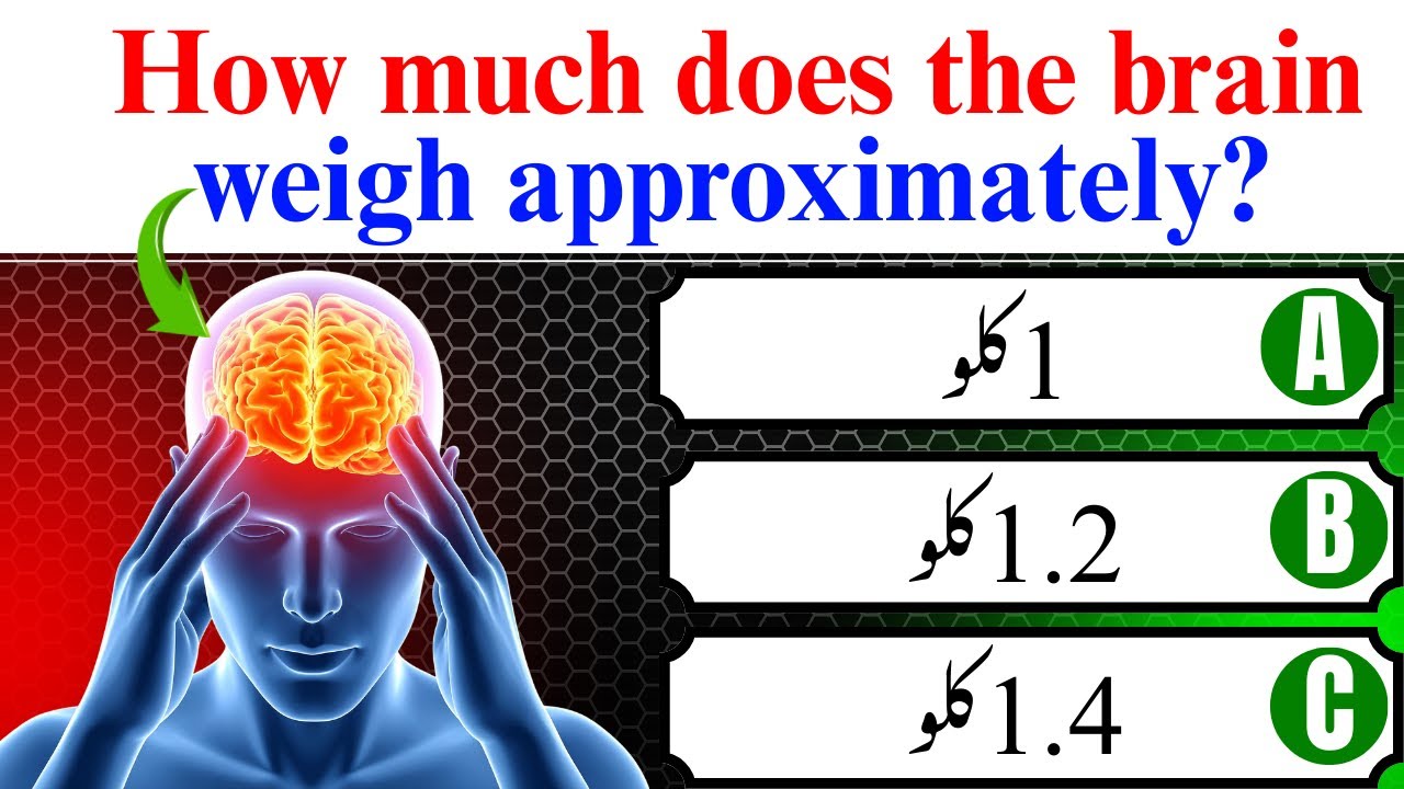 How much does the brainweigh approximately I All World Quiz 2 Tv