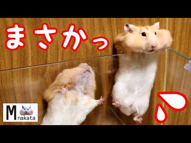 【ハムスター】爆笑!頬袋パンパンハムスターの意外な帰宅方法!おもしろ可愛い癒しA cheek pouch full of hamsters surprising how to get home!