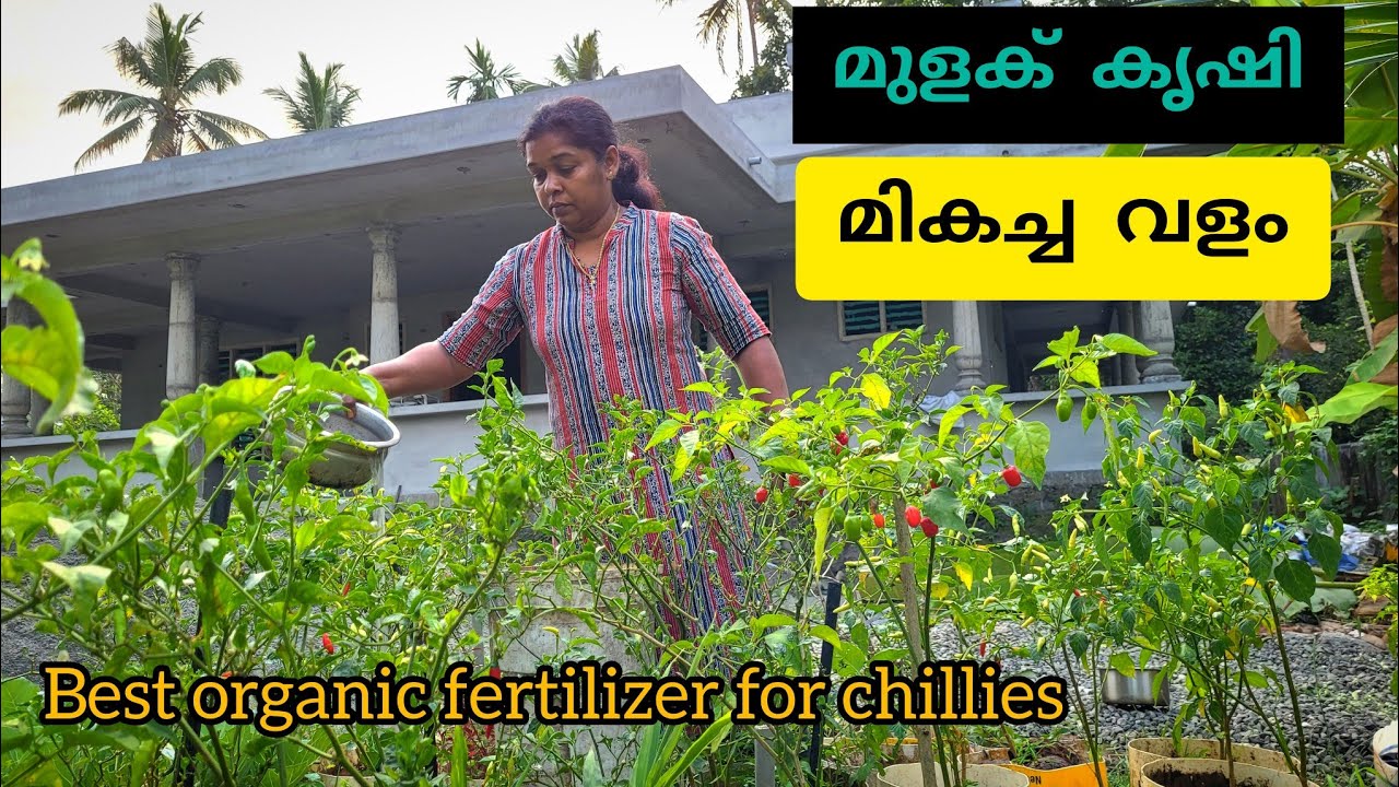 മുളക് കൃഷി മികച്ച വളം|chilli farming at home - YouTube