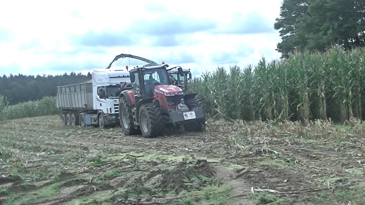 Koszenie kukurydzy na Kiszonkę w Biogazowni 2021
