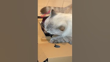 Unboxing a $1000 keyboard and mouse    ASMR
