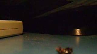 The Bug - Dire Straits.wmv