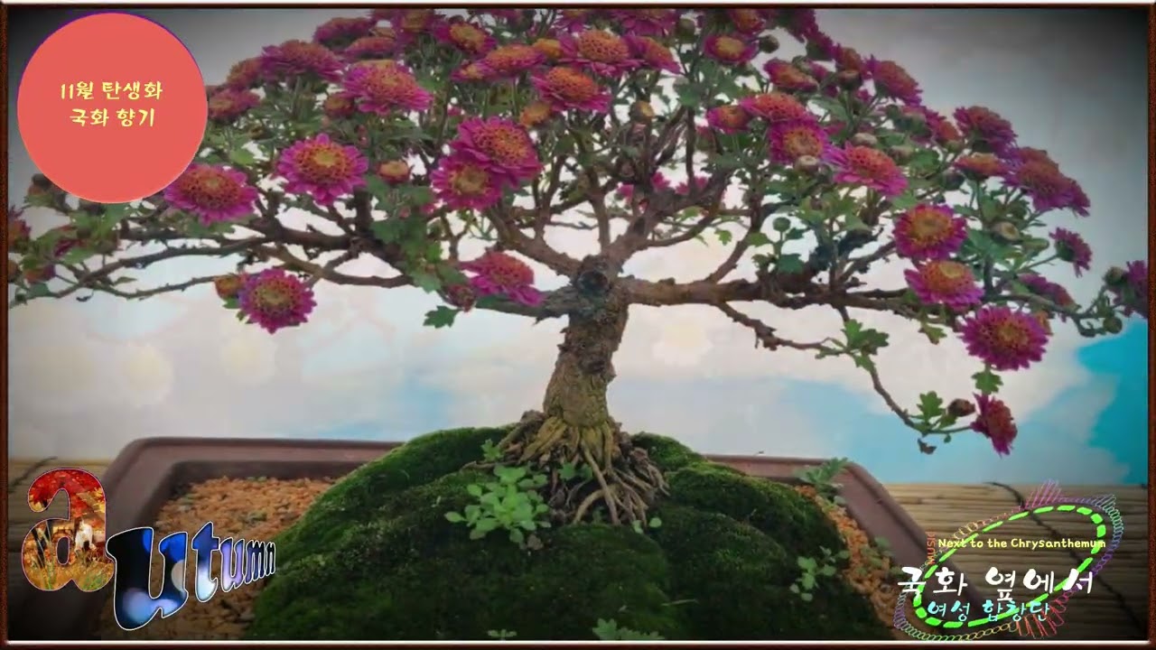 11월의 탄생화 국화 향기- 국화 옆에서(서정주 작시)- 여성합창단- Photo By 인천 상록수- Audio Spectrum