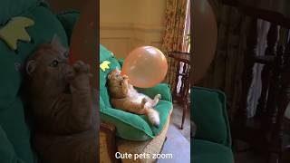 Cat's Balloon Adventure 😂#funny #cats