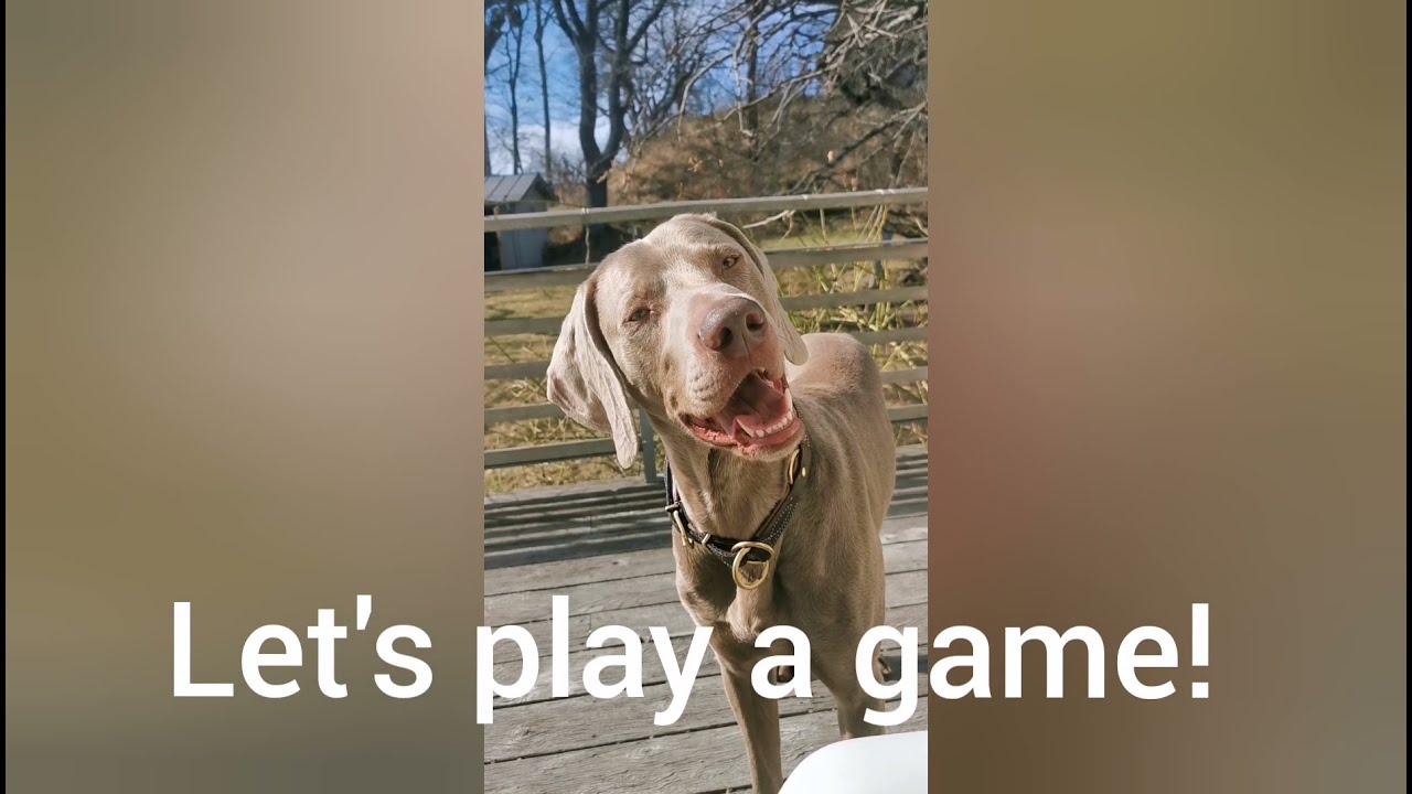 NINA OTTOSSON DOG PUZZLE - Weimaraner First Impression - Brain games - Interactive Dog Toy review