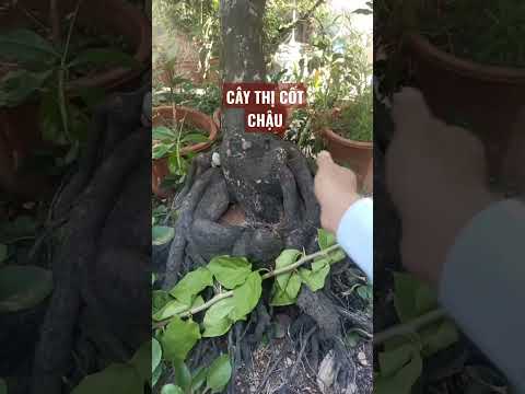 Video Cây thị dáng bay cốt chậu - youtube