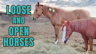 Bowie Horse Auction PREVIEW AND PRICES