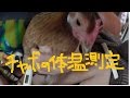 卵を産む親鳥の　チャボの体温を体温計で測ってみた