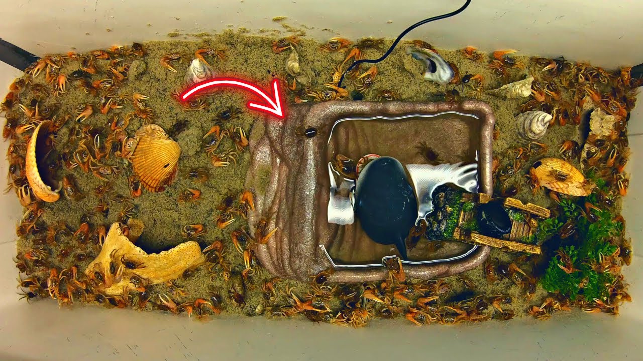 FIDDLER FARM! How To Build! FIDDLER CRAB HABITAT! YouTube