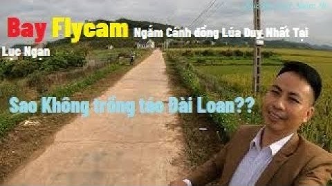 Cánh Đồng Lúa Đẹp Duy Nhất Tại Lục Ngạn, Trồng Táo Đài Loan Thì Được Vạn Cây ?