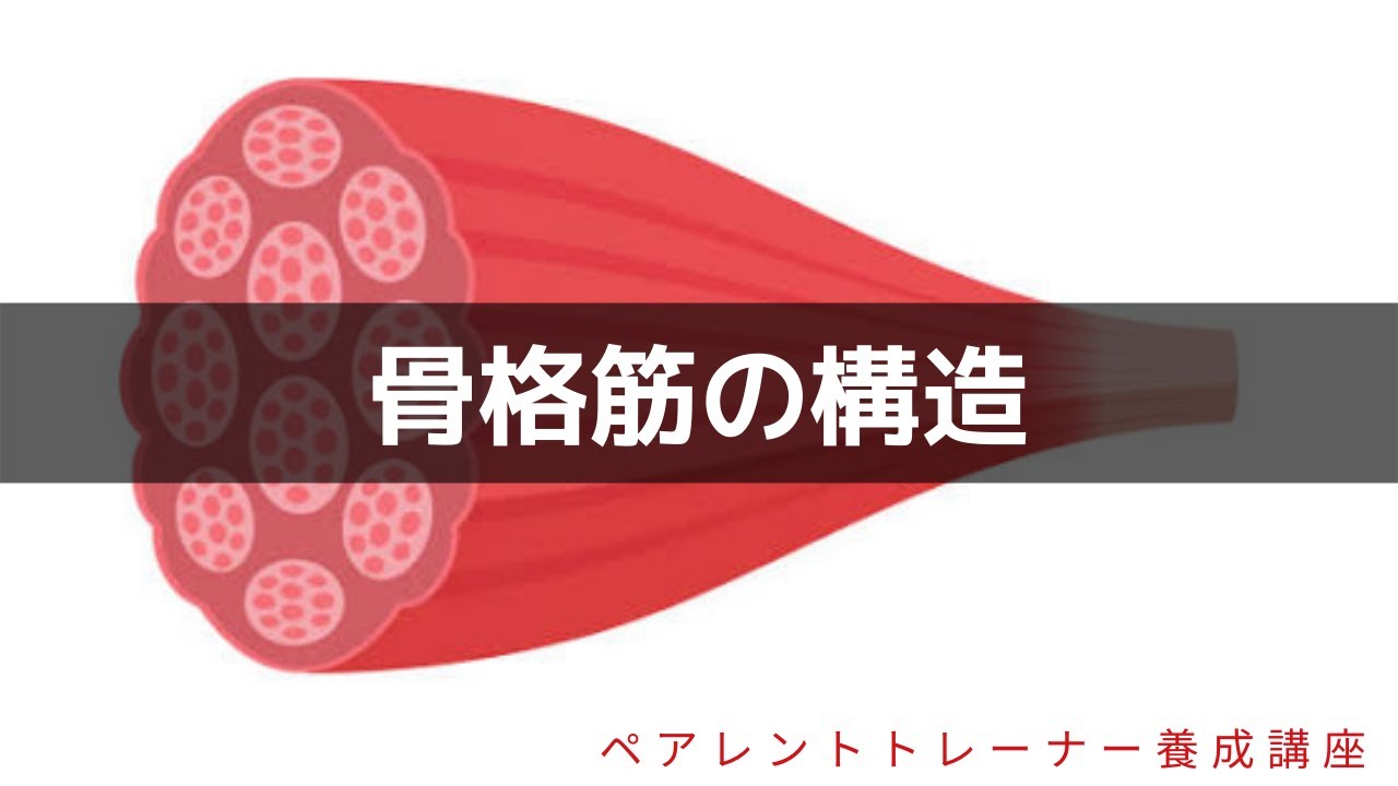 解剖学の基本 骨格筋の構造について ミオシン アクチン Youtube