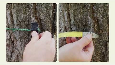 Healthy Trees Healthy Cities Training Video Series: How to calculate DBH