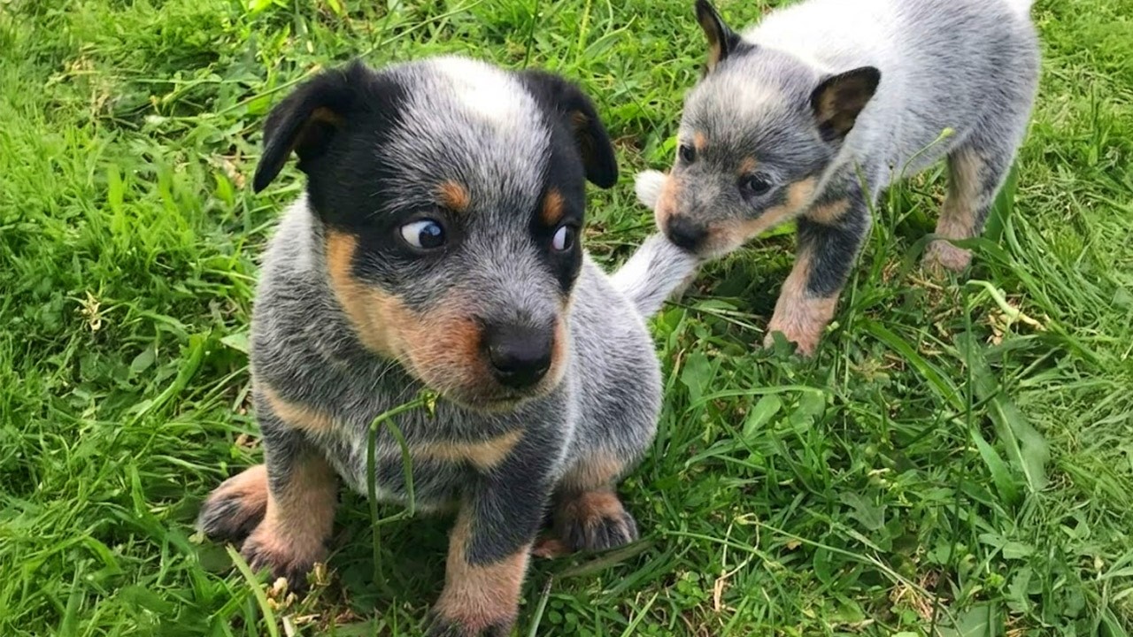 You’ll Be Crying With Laughter Watching These Dramatic Puppies 🤣 FUNNY PUPPY Videos