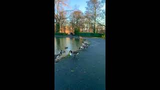 Bird sound - nature - leazes park Newcastle- UK | حديقة ليزيس نيوكاسل - المملكة المتحدة | بريطانيا