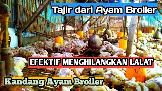 Cara Efektif menghilangkan lalat pada kandang ayam broiler