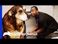 The Vet Life - YouTube