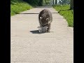 КАНАДСКИЙ МАЛЕНЬКИЙ ЕНОТ. CANADIAN BABY RACOON.