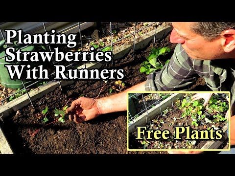 How to Plant