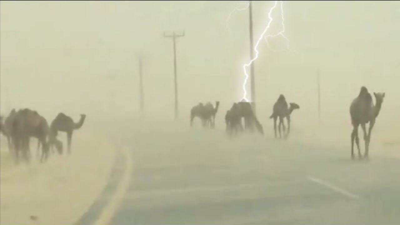 A terrible storm hit the desert and herd of camels! Sharjah, UAE, Taif, Saudi Arabia