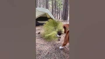 Sulfur Quill defenses mechanism documented: an explosive pine-pollen bomb deters predators