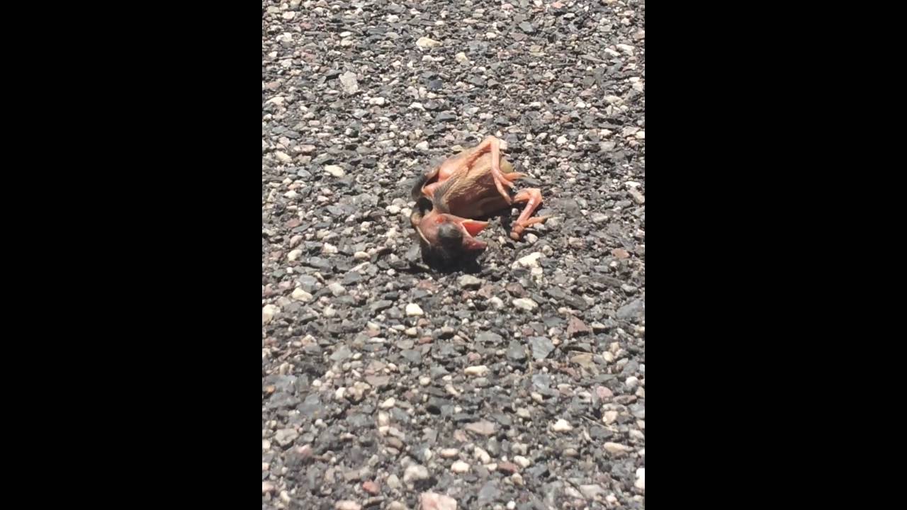 baby bird pushed out of its nest!!! YouTube
