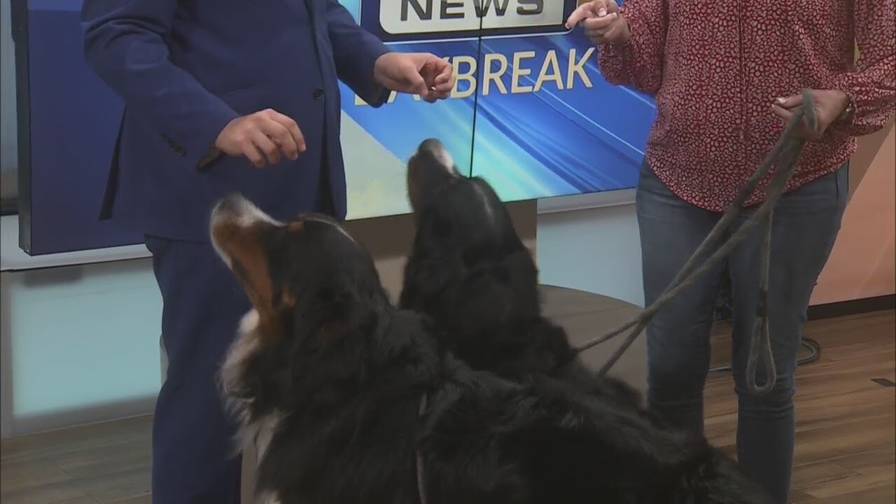 Side Kick Dog Training YouTube