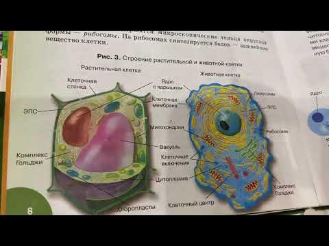 Строение клетки 5 класс урок. Строение клетки 5 класс урок. Схема строения растительной клетки рисунок. Строение клетки 5 класс урок. Структура растительной клетки схема.