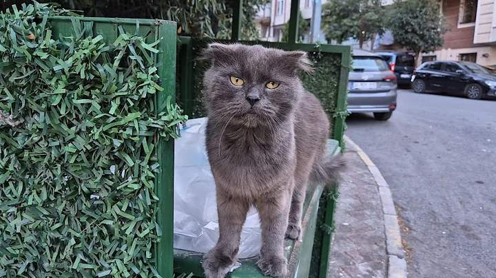 Video 10833941: scottish fold, stray cats food, cat living