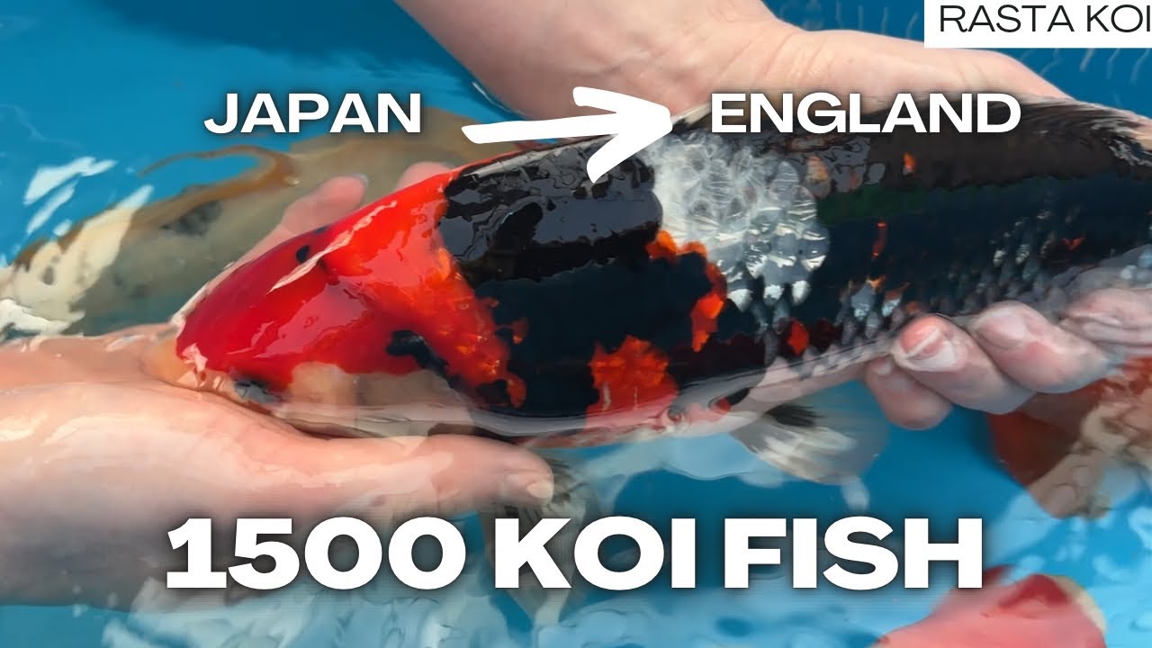 1500 карпов кои прибыли на самолёте из Японии в Англию! 🇬🇧🇯🇵🎌🏯 в 4K