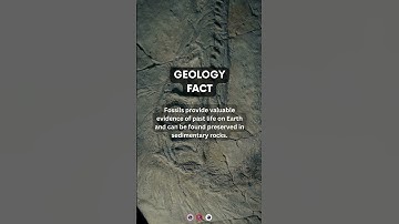 Fossils | #geology #earthscience #paleontology