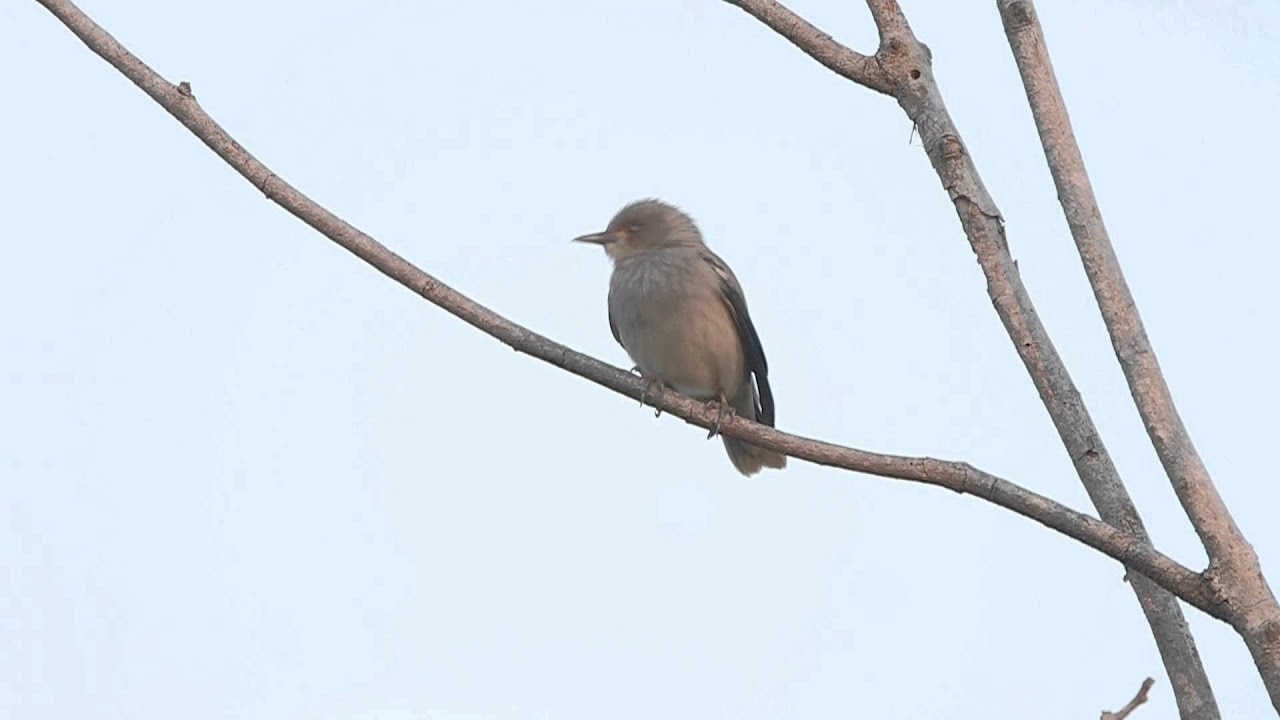 WHITE-SHOULDERED STARLING, Kiinankottarainen, Sturnus sinensis