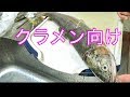 ニジマスの捌き方！クラメンに美味しいお魚届け企画♫