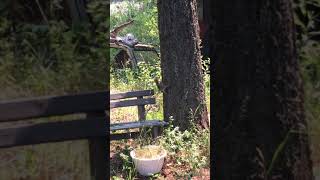 Robin attacks Squirrel