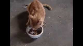 Extreme Hungry Cats