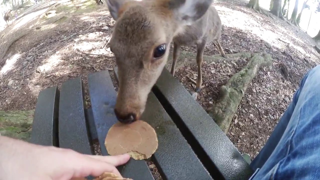 I leggendari daini famelici di Nara (Giappone)