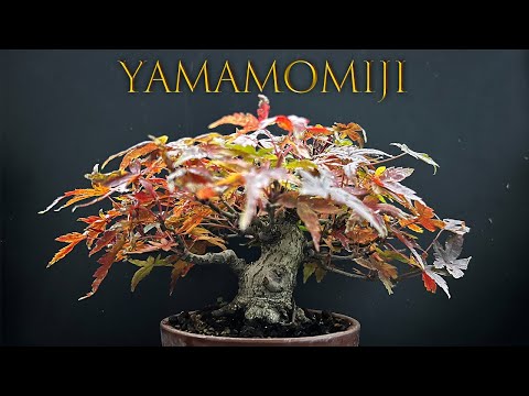 YMJ4】山もみじの冬支度 #盆栽 #bonsai - YouTube
