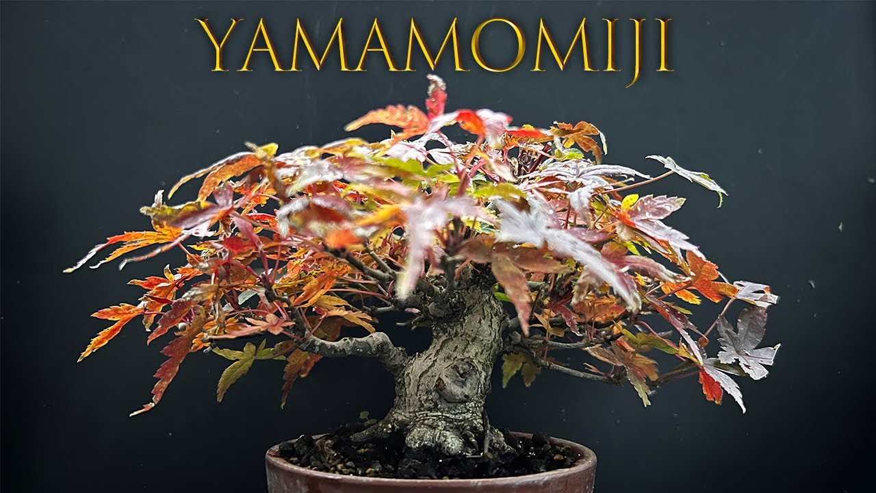 YMJ4】山もみじの冬支度 #盆栽 #bonsai - YouTube