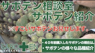 【サボテン相談室 羽兼直行】サボテン紹介！〜40年間育て続けたサボテンなど〜【サボテン】