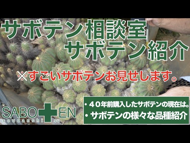 Cactus Consultation Room: Naoyuki Ukane] Introducing cacti! ~A